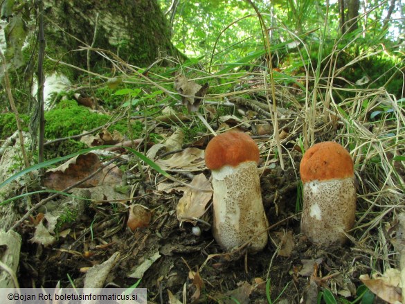 Leccinum aurantiacum