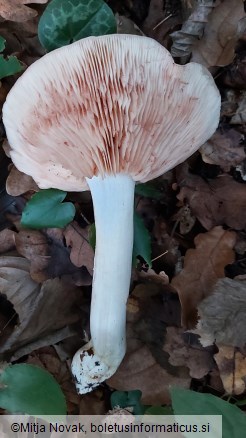 Entoloma sinuatum