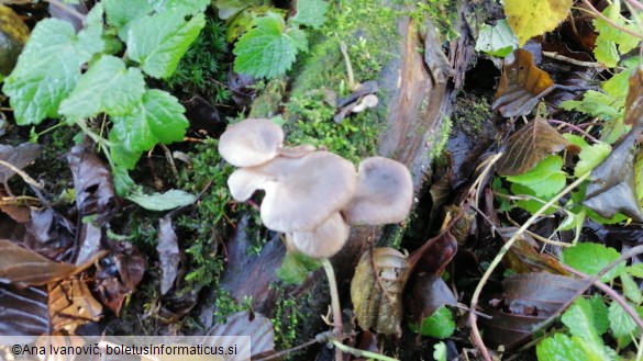 Pleurotus ostreatus