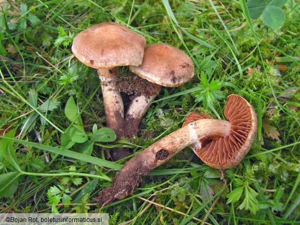 Cortinarius hinnuleus