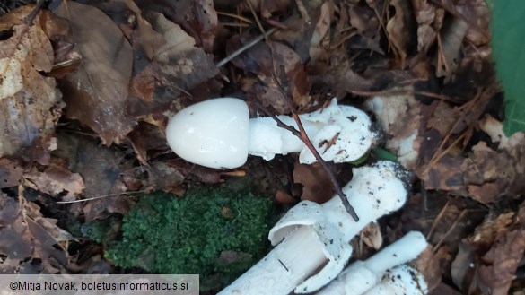 Amanita lividopallescens