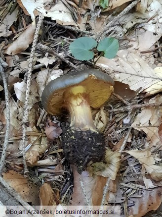 Calonarius atrovirens