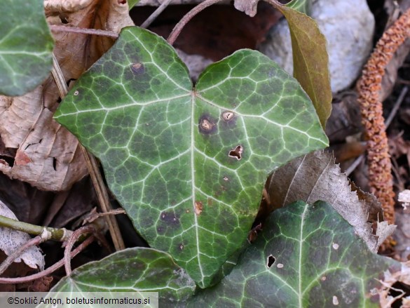 Boeremia hedericola