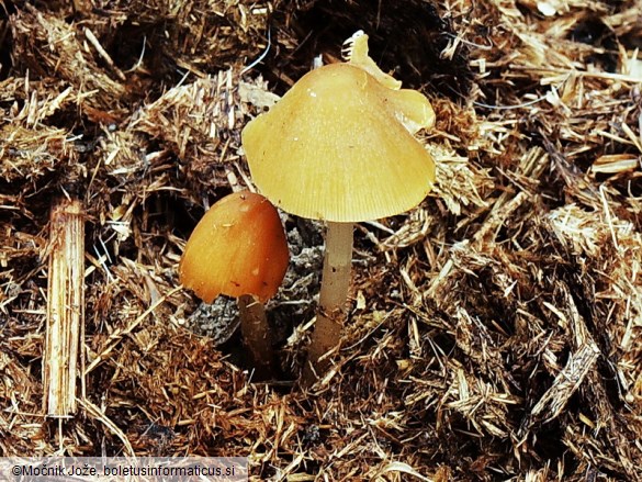 Conocybe moseri