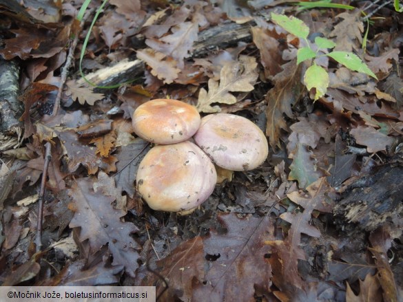 Cortinarius xanthophyllus