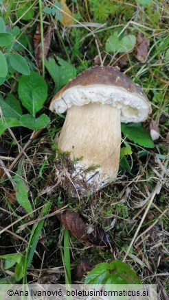 Boletus aereus