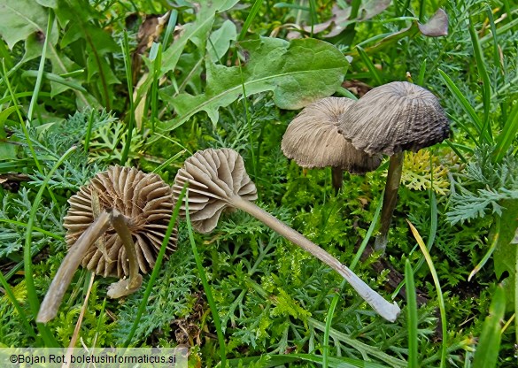 Entoloma undulatosporum