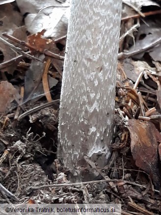 Amanita ceciliae