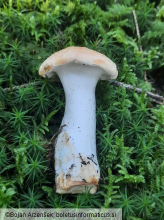 Hydnum repandum