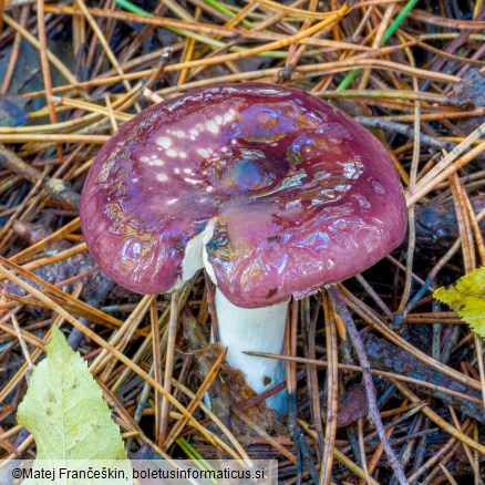 Russula caerulea