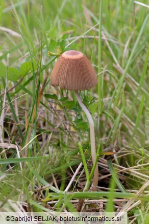 Parasola hemerobia