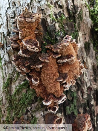 Mensularia nodulosa