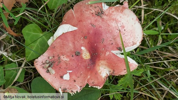 Russula persicina
