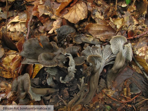 Cantharellus cinereus