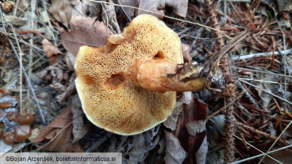 Suillus grevillei