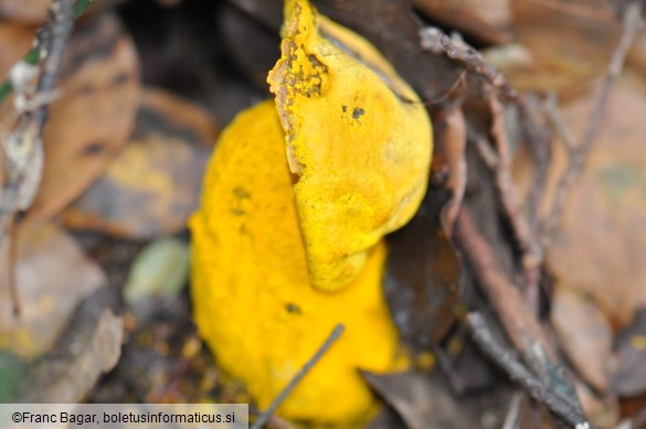 Hypomyces chrysospermus