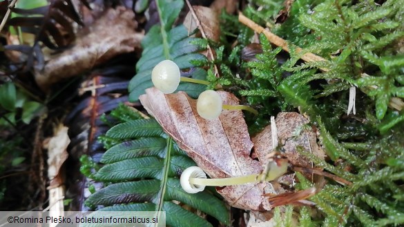 Mycena epipterygia