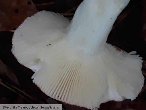 Russula silvestris