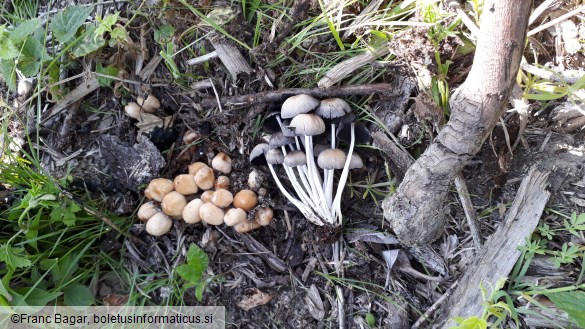 Coprinellus saccharinus