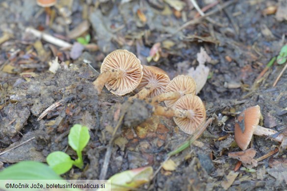 Tubaria furfuracea