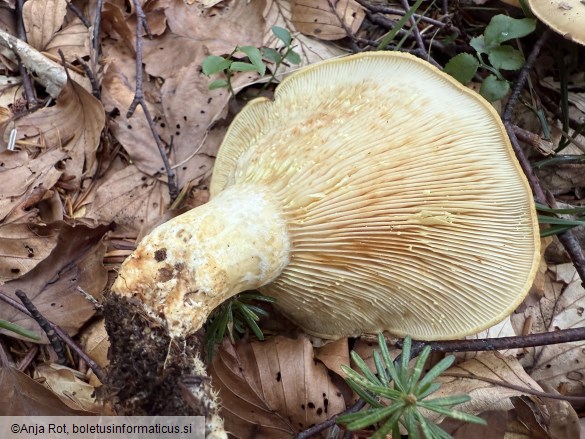 Lactarius scrobiculatus