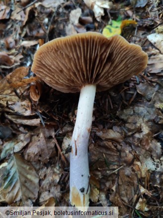Cortinarius collinitus