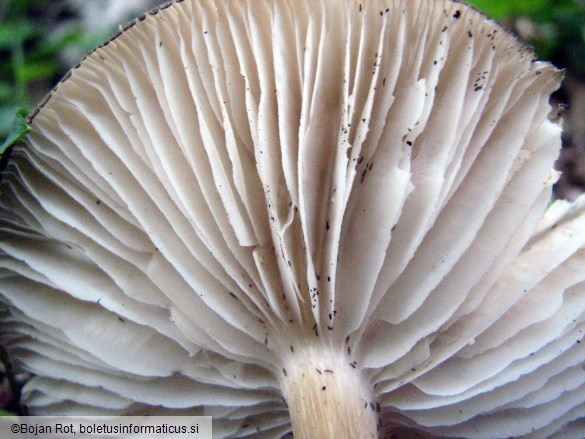 Megacollybia platyphylla