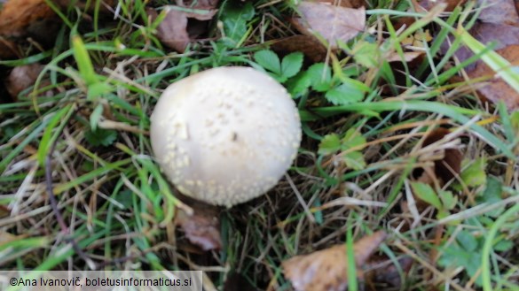 Amanita franchetii