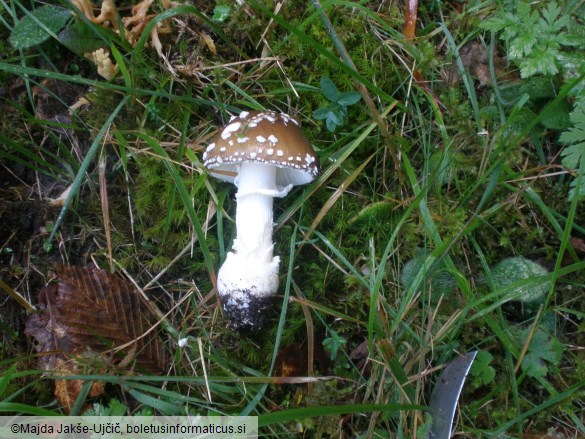 Amanita pantherina