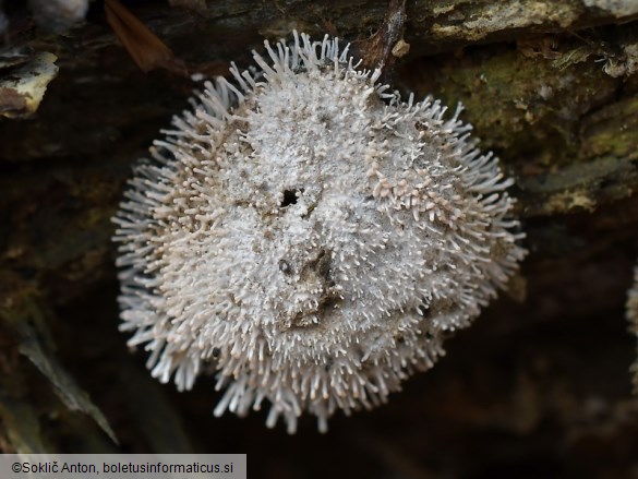 Berkelella stilbigera