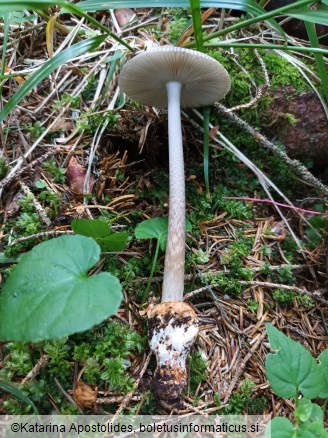 Amanita battarrae