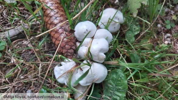 Leucocybe connata