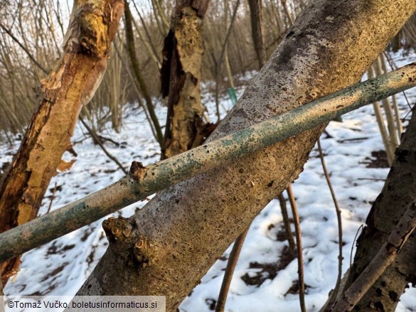 Lophiostoma viridarium