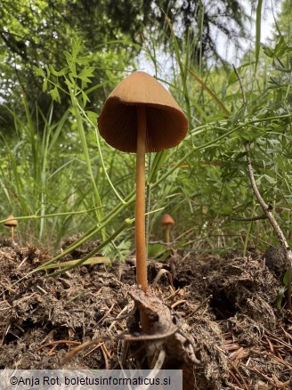 Conocybe macrospora