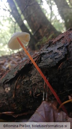 Mycena crocata