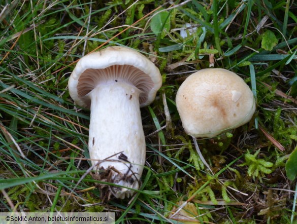 Hygrophorus ligatus