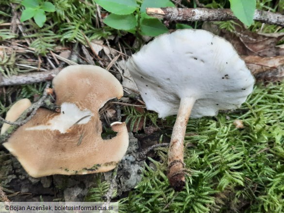 Polyporus ciliatus