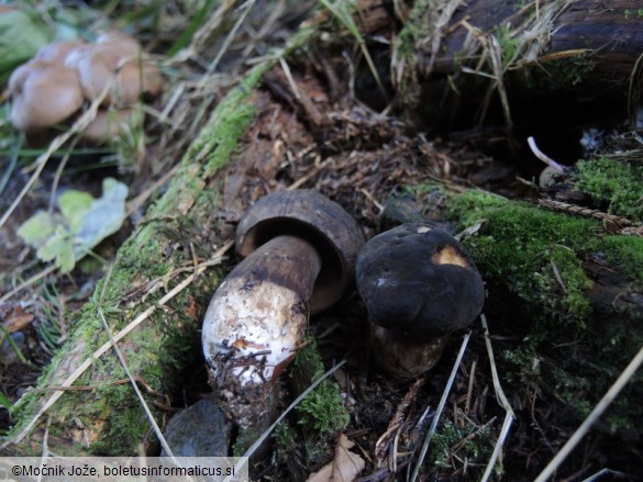 Porphyrellus porphyrosporus