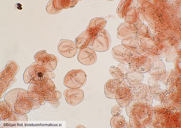 Narcissea cordispora