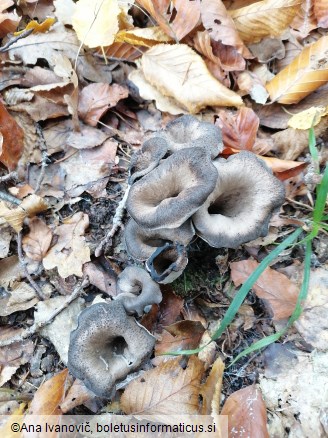 Craterellus cornucopioides