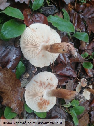 Tricholoma pessundatum