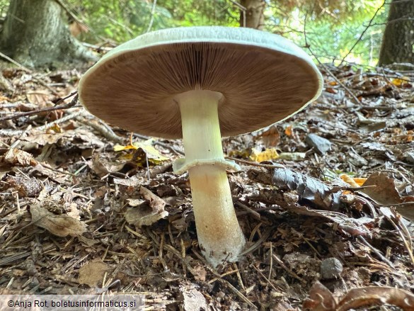 Agaricus sylvicola