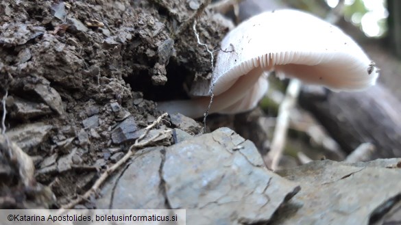 Pluteus inquilinus