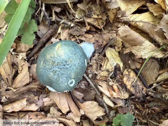 Stropharia aeruginosa