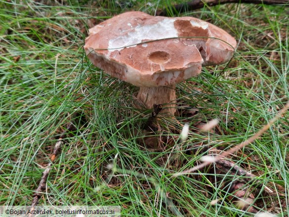 Tylopilus felleus