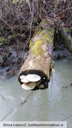 Trametes hirsuta