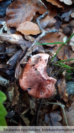 Hygrophorus russula