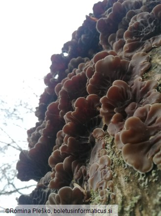 Auricularia mesenterica