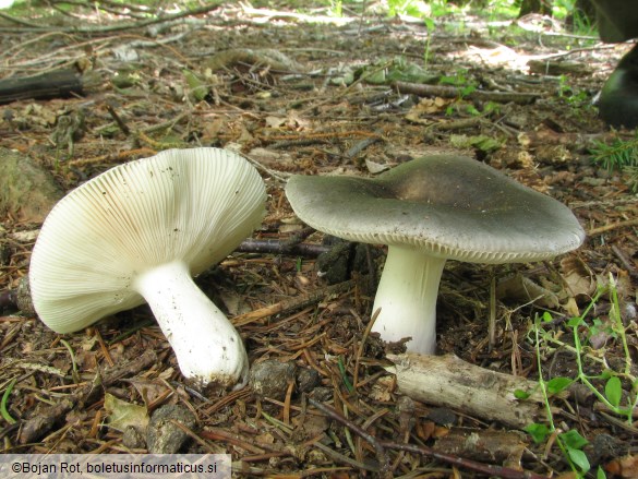 Russula parazurea