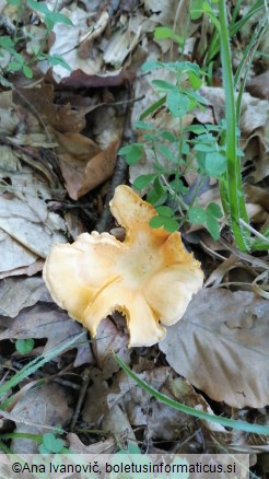 Cantharellus cibarius